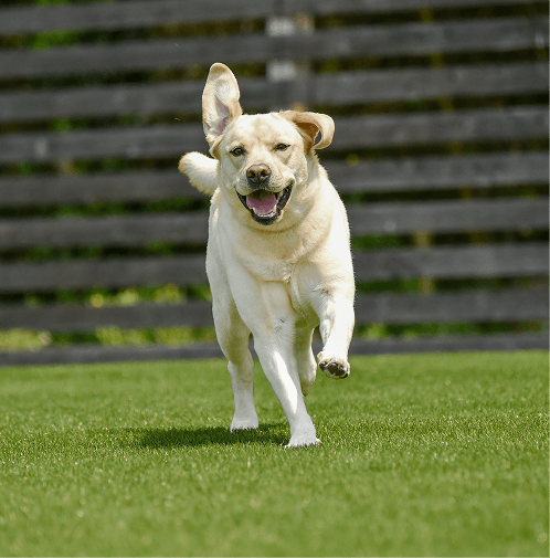 PET-SURFACES_WHITE_LABRADOR_DOG_06-1.png